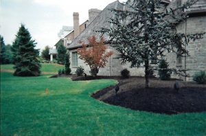 Landscaped Tree